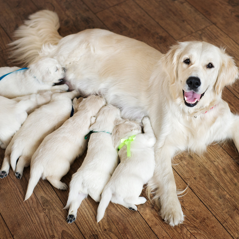 dog with puppies